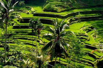6 Days “Bali Vibes and Good Times